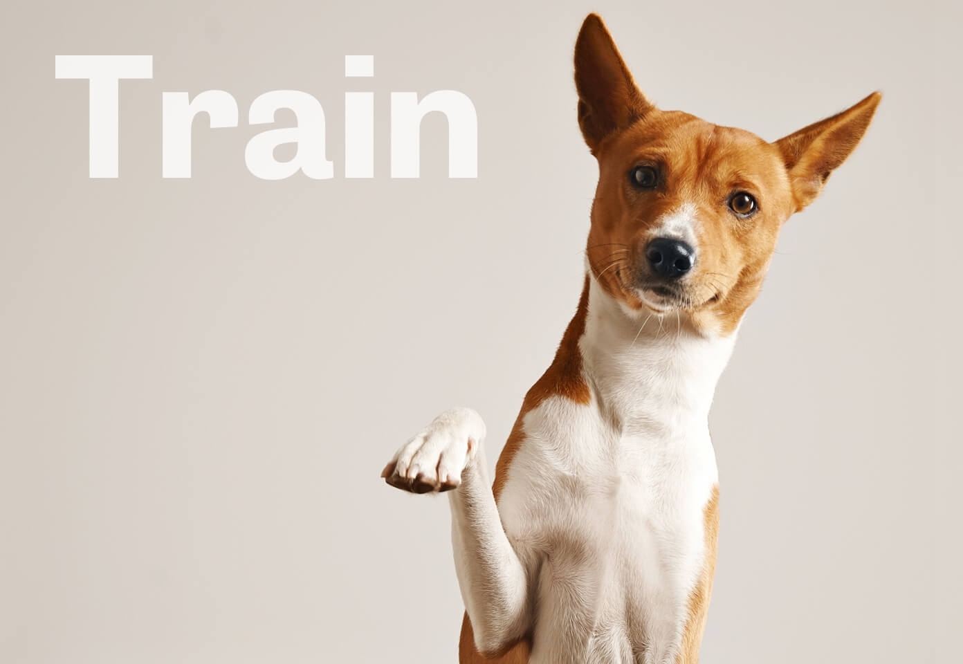 San Diego Dog Boutique Grooming & Training Bella Woof